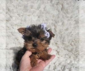 Yorkshire Terrier Puppy for sale in INDIANAPOLIS, IN, USA