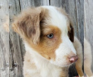 Australian Shepherd Puppy for sale in CARTHAGE, IL, USA