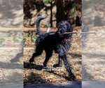 Small Photo #1 Labradoodle Puppy For Sale in McKinney, TX, USA