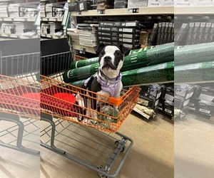 Mutt Dogs for adoption in Uwchlan, PA, USA