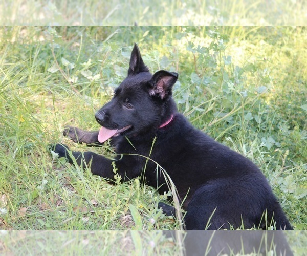 Medium Photo #4 German Shepherd Dog Puppy For Sale in AUSTIN, TX, USA