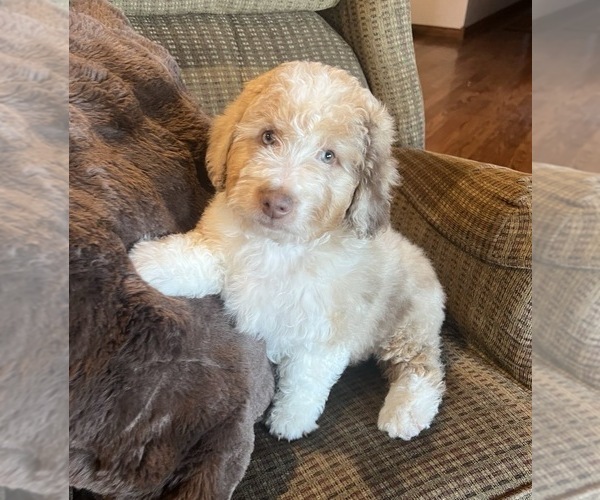 Medium Photo #1 Aussiedoodle Miniature  Puppy For Sale in DOSS, MO, USA