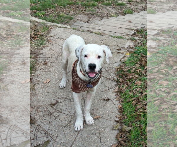 Medium Photo #1 American Bulldog-Unknown Mix Puppy For Sale in Rockaway, NJ, USA