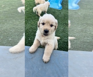 Golden Retriever Puppy for sale in BOSWELL, IN, USA