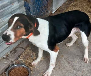Treeing Walker Coonhound Dogs for adoption in FAIRFIELD, PA, USA