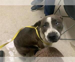 Mutt Dogs for adoption in Bakersfield, CA, USA