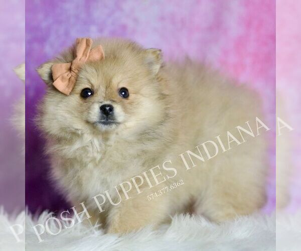 Medium Photo #78 Pomeranian Puppy For Sale in WARSAW, IN, USA