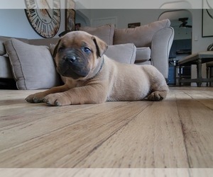 Boerboel Puppy for sale in MASON, MI, USA