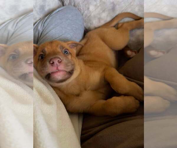 Medium Photo #3 Boxer-Unknown Mix Puppy For Sale in pomfret, CT, USA