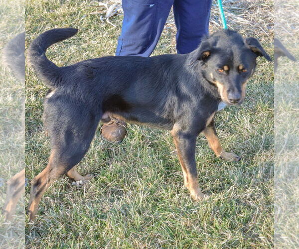 Medium Photo #2 German Shepherd Dog-Unknown Mix Puppy For Sale in Huntley, IL, USA