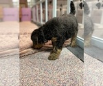 Small #3 Airedale Terrier
