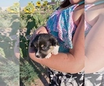 Small Photo #6 Pembroke Welsh Corgi Puppy For Sale in GALLEGOS, NM, USA