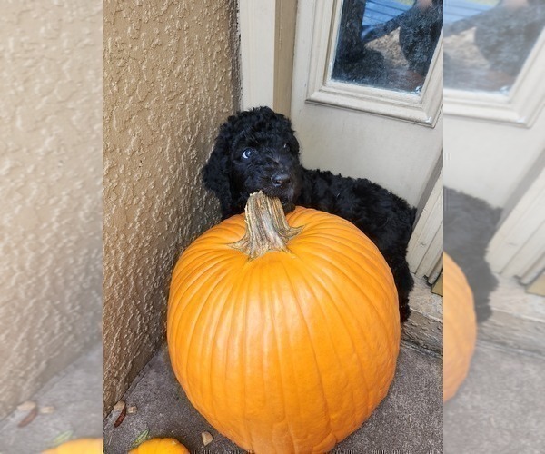 Medium Photo #4 Poodle (Standard) Puppy For Sale in SPRING HILL, FL, USA