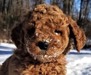 Poodle (Standard) Puppy for sale in WINDSOR, CT, USA
