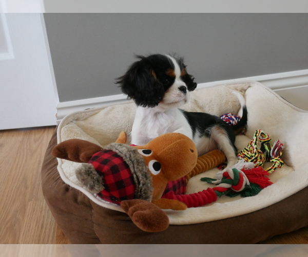 Medium Photo #2 Cavalier King Charles Spaniel Puppy For Sale in MARCELLUS, MI, USA