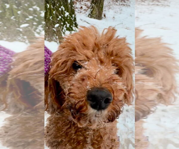 Medium Photo #7 Poodle (Miniature) Puppy For Sale in Chester, NJ, USA