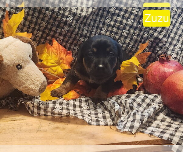 Medium Photo #1 Dachshund-Unknown Mix Puppy For Sale in Los Angeles, CA, USA