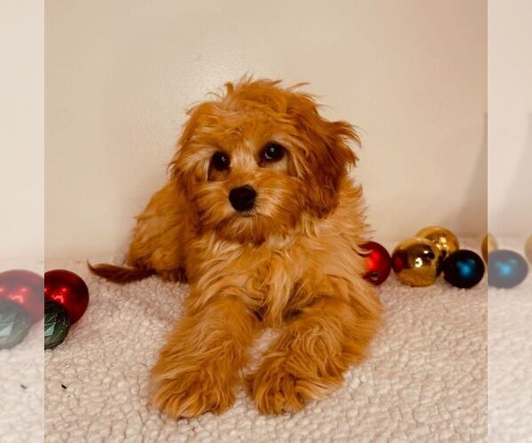 Medium Photo #3 Cavapoo (Miniature) Puppy For Sale in NEWPORT, PA, USA