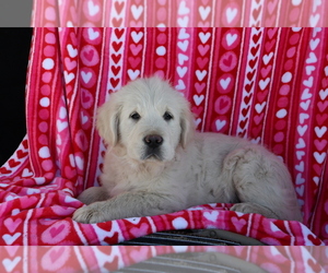 Golden Retriever Puppy for sale in SHILOH, OH, USA