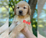 Puppy Puppy 1 Golden Retriever