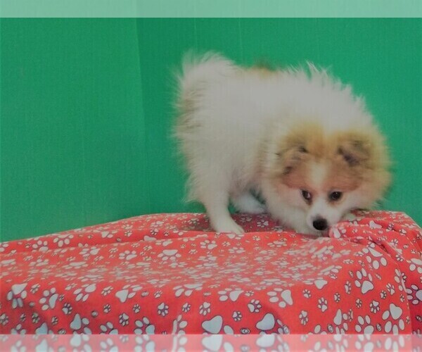 Medium Photo #2 Pomeranian Puppy For Sale in PATERSON, NJ, USA