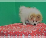 Small Photo #2 Pomeranian Puppy For Sale in PATERSON, NJ, USA