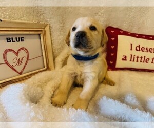 Labrador Retriever Puppy for sale in MAYSVILLE, GA, USA