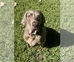 Small Photo #2 Weimaraner Puppy For Sale in Fort Worth, TX, USA