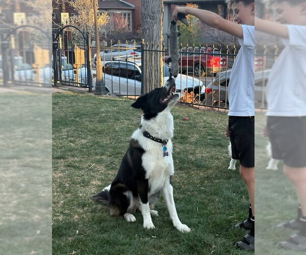 Medium Photo #3 Collie-German Shepherd Dog Mix Puppy For Sale in Winter Park, CO, USA