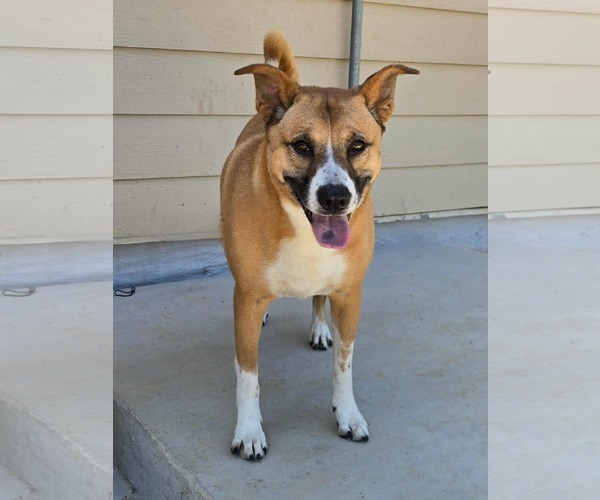 Medium Photo #1 Carolina Dog-Unknown Mix Puppy For Sale in Orangeburg, SC, USA