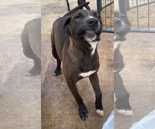 Medium Photo #6 American Staffordshire Terrier-Unknown Mix Puppy For Sale in Tracy City, TN, USA