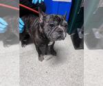 Small French Bulldog