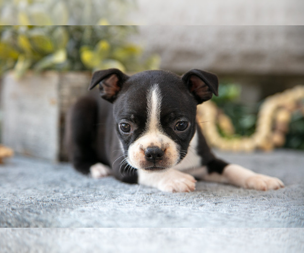 Medium Photo #21 Boston Terrier Puppy For Sale in NAPPANEE, IN, USA