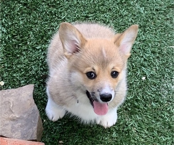Medium Photo #28 Pembroke Welsh Corgi Puppy For Sale in BURLESON, TX, USA