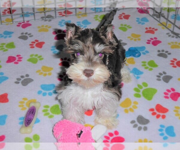 Medium Photo #1 Schnauzer (Miniature) Puppy For Sale in ORO VALLEY, AZ, USA