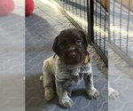 Litter of 12 - Male(s) and Female(s) Wirehaired Pointing GriffonLitter of Puppies for Sale - Photo #3