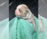 Small #3 Boston Terrier