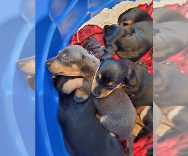 Medium Photo #2 Dachshund Puppy For Sale in REPUBLIC, MO, USA