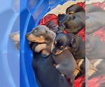 Small #1 Dachshund