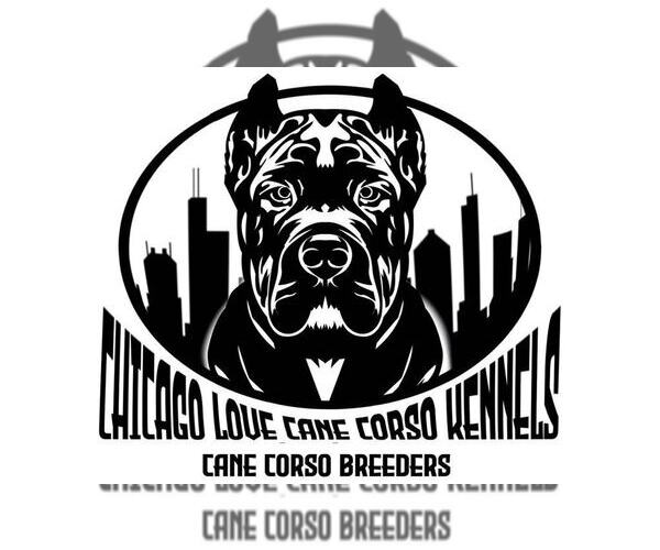 Medium Photo #9 Cane Corso Puppy For Sale in CHICAGO, IL, USA