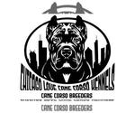 Small #8 Cane Corso