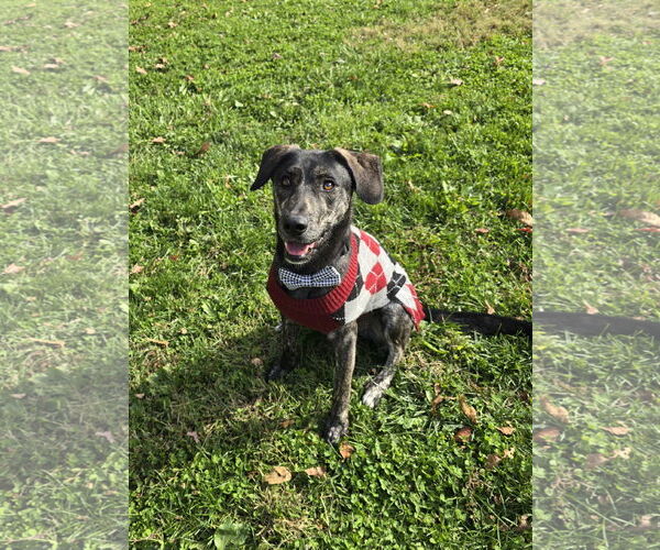 Medium Photo #21 Labrador Retriever-Mountain Cur Mix Puppy For Sale in Columbus, IN, USA