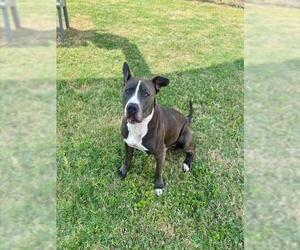 Mutt Dogs for adoption in Temple, TX, USA