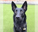 Small #19 German Shepherd Dog-Whippet Mix