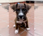 Small #1 Mutt