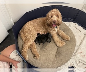 Mother of the Labradoodle puppies born on 10/30/2025