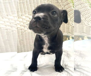 Mutt Dogs for adoption in Holly Springs, NC, USA