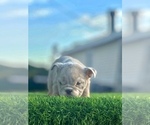 Small #3 English Bulldog