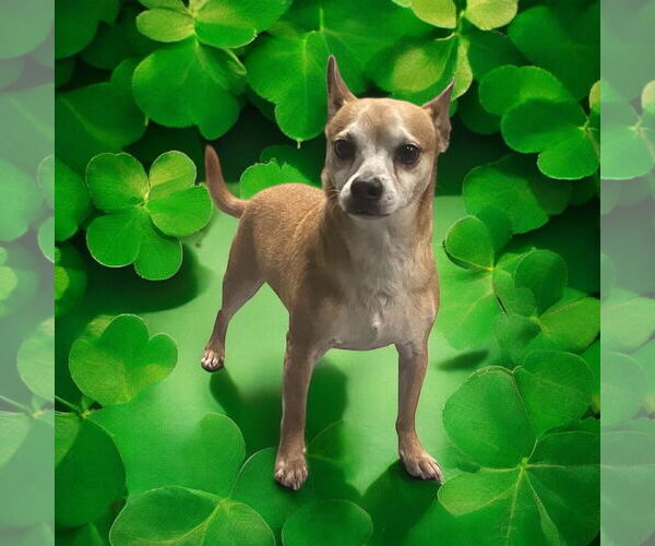 Medium Photo #5 Chihuahua Puppy For Sale in Lexington, SC, USA