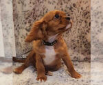 Small #2 Cavalier King Charles Spaniel
